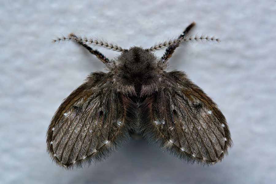 How To Kill Sewer Flies?